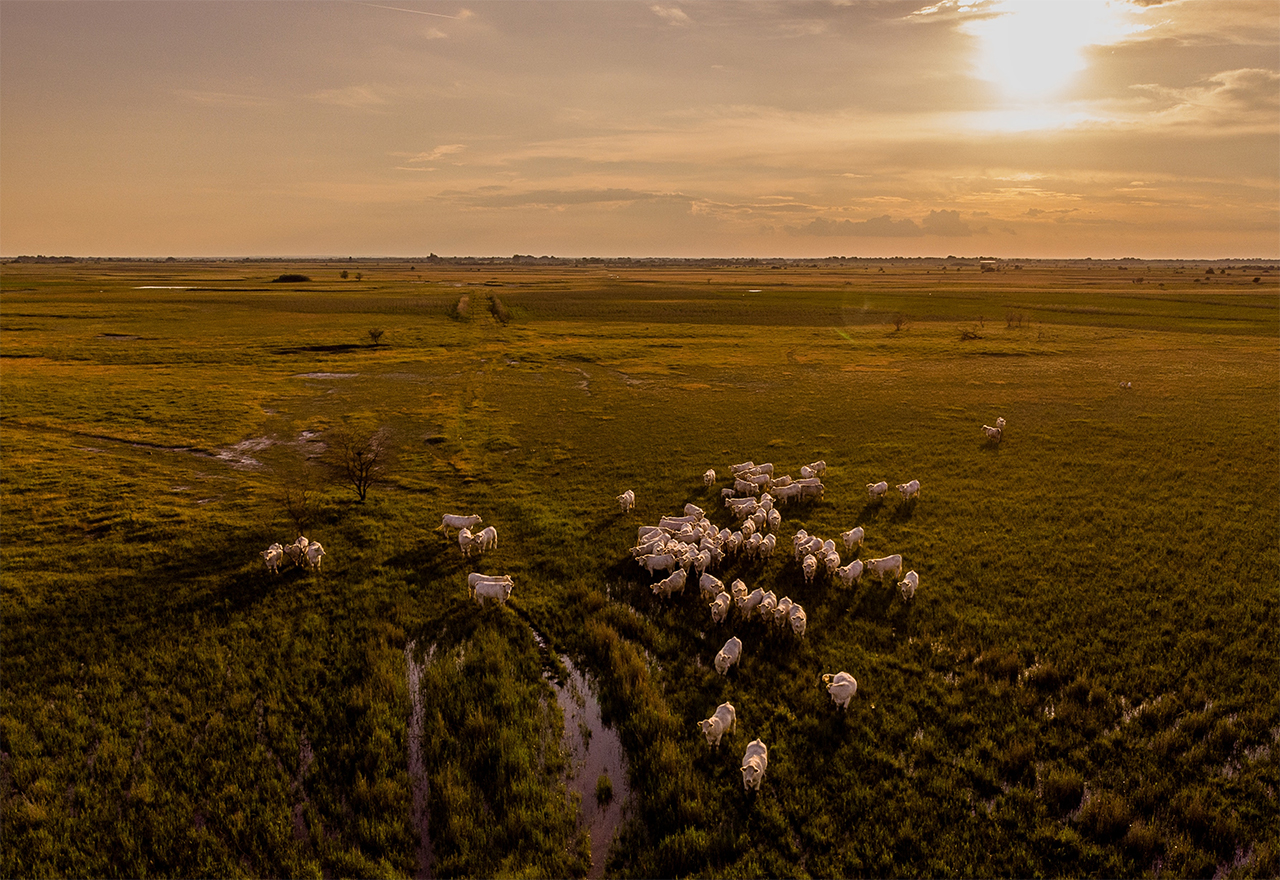 O Agro Contra o Câncer: conheça esse projeto de arrecadação de recursos do HA