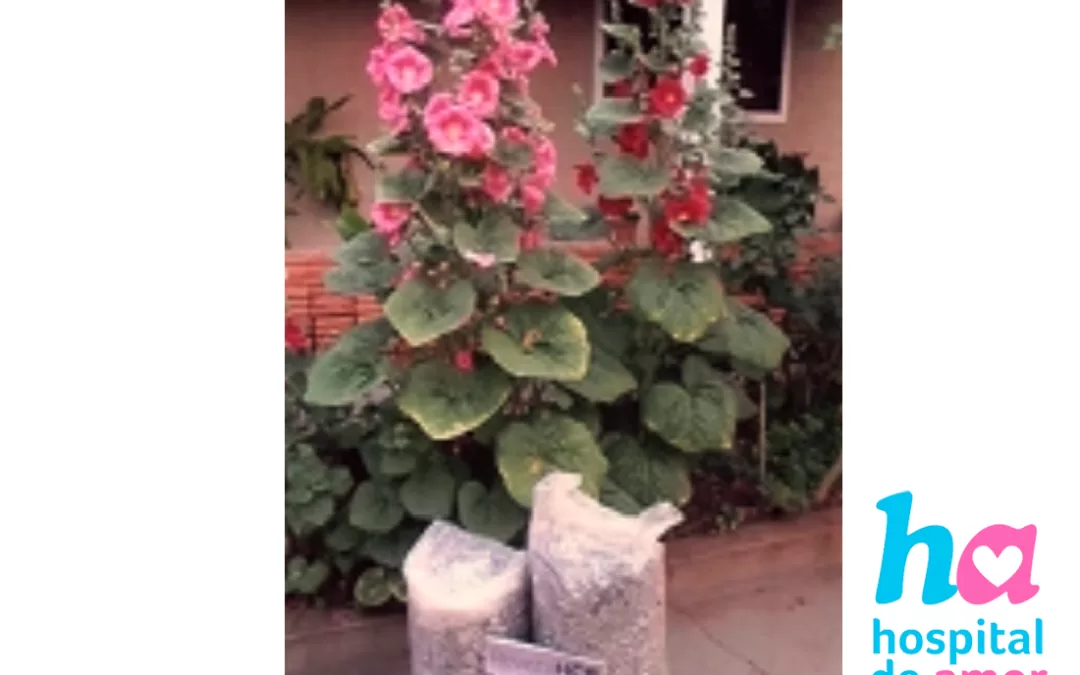 São José do Rio Preto – SP