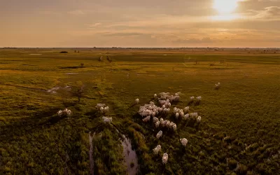 O Agro Contra o Câncer: conheça esse projeto de arrecadação de recursos do HA