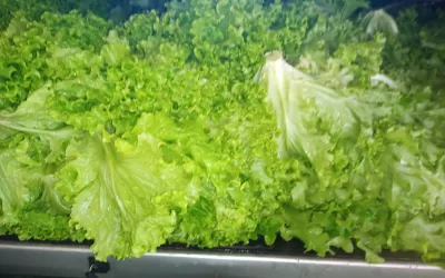 Monte Verde Paulista – SP