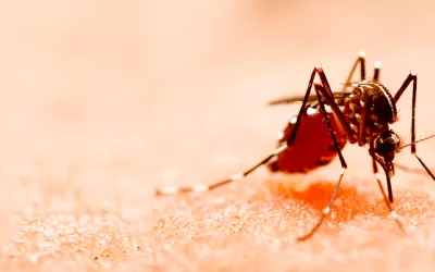 DENGUE: pacientes com câncer têm maior risco para o tipo grave da doença