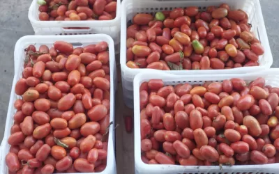 Gabriel Monteiro – MG