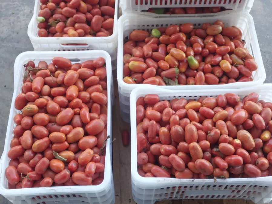 Gabriel Monteiro – MG