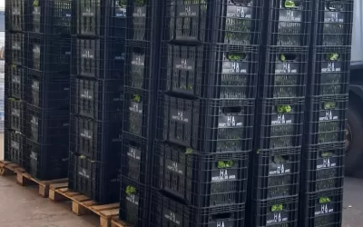 Vista Alegre do Alto (SP)